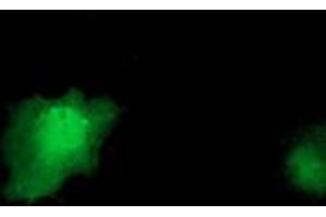 Anti-IL1F6 mouse monoclonal antibody (ABIN2453182) immunofluorescent staining of COS7 cells transiently transfected by pCMV6-ENTRY IL1F6 (RC219328). (IL36A/IL1F6 Antikörper)