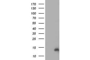 HEK293T cells were transfected with the pCMV6-ENTRY control (Left lane) or pCMV6-ENTRY CHCHD5 (Right lane) cDNA for 48 hrs and lysed. (CHCHD5 Antikörper  (AA 1-110))