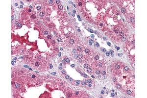 Anti-EDG3 / S1P3 antibody IHC of human kidney. (S1PR3 Antikörper  (N-Term))