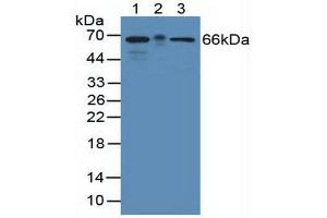 Figure. (KHDRBS1 Antikörper  (AA 156-381))