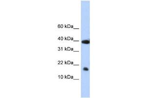 WB Suggested Anti-POLR2I Antibody Titration:  0.