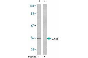 Western blot analysis of the extracts from NIH/3T3 cells , using CREB1 polyclonal antibody  . (CREB1 Antikörper  (Ser129))
