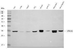Western blot analysis of YWHAE using anti-YWHAE antibody (ABIN7600163).