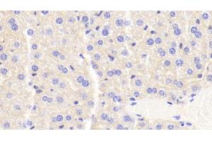 Detection of APOC3 in Mouse Liver Tissue using Monoclonal Antibody to Apolipoprotein C3 (APOC3) (APOC3 Antikörper  (AA 21-99))