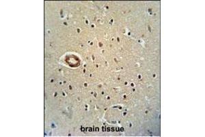 CWC22 antibody (N-term) (ABIN654743 and ABIN2844428) immunohistochemistry analysis in formalin fixed and paraffin embedded human brain tissue followed by peroxidase conjugation of the secondary antibody and DAB staining. (CWC22 Antikörper  (N-Term))