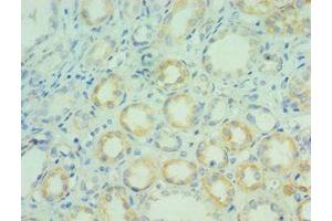 Immunohistochemistry of paraffin-embedded human kidney tissue using ABIN7144316 at dilution of 1:100 (AGR2 Antikörper  (AA 21-175))