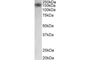 Image no. 1 for anti-Myosin Light Chain Kinase (MYLK) (AA 1721-1734) antibody (ABIN1103161)