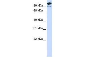 PCDHA6 antibody used at 1 ug/ml to detect target protein. (PCDHA6 Antikörper  (C-Term))