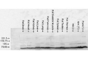 Western blot analysis of Rat Tissue lysates showing detection of GRP78 protein using Rabbit Anti-GRP78 Polyclonal Antibody . (GRP78 Antikörper  (Atto 390))
