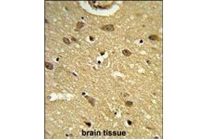 Formalin-fixed and paraffin-embedded human brain tissue reacted with UB Antibody (N-term), which was peroxidase-conjugated to the secondary antibody, followed by DAB staining. (UBAP1 Antikörper  (N-Term))