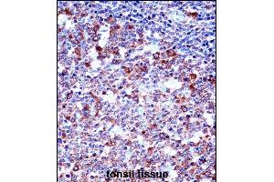 Immunohistochemistry (Paraffin-embedded Sections) (IHC (p)) image for anti-Sialophorin (SPN) (AA 230-257) antibody (ABIN658006)