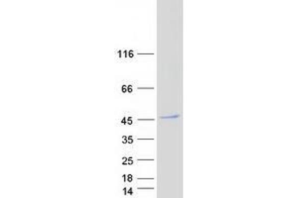 WDR73 Protein (Myc-DYKDDDDK Tag)