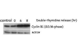 WB Image Sample (50 ug of HeLa whole cell lysate) antibody diluted at 1:5000 (Cyclin B1 Antikörper)