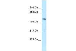 WB Suggested Anti-SQRDL Antibody Titration: 1. (SQRDL Antikörper  (Middle Region))