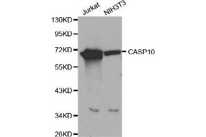 Western blot analysis of extracts of Jurkat and NIH3T3 cells, using CASP10 antibody.