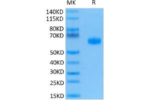 Human BTLA on Tris-Bis PAGE under reduced condition. (BTLA Protein (AA 31-150) (Fc Tag))