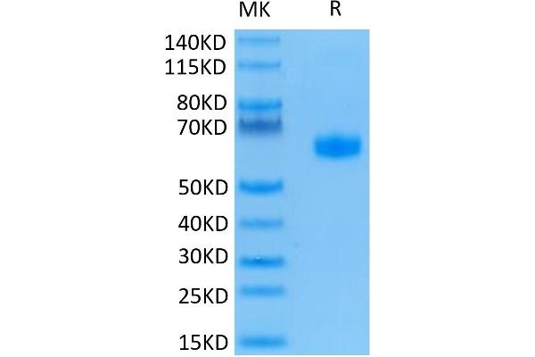 BTLA Protein (AA 31-150) (Fc Tag)
