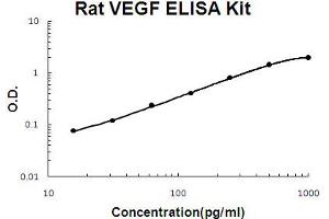 Rat VEGF Accusignal ELISA Kit Rat VEGF AccuSignal ELISA Kit standard curve. (VEGF ELISA Kit)