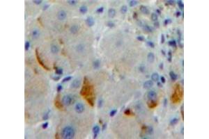 IHC-P analysis of Liver tissue, with DAB staining. (Protocadherin 1 Antikörper  (AA 575-812))
