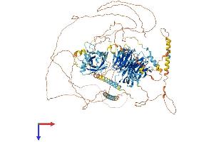AHI1 Protein (AA 1-1196) (His tag)