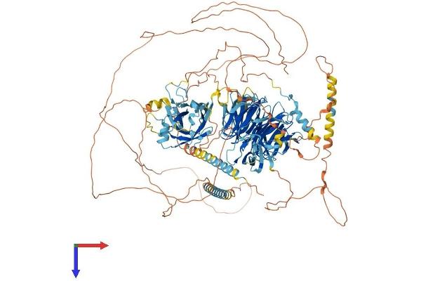AHI1 Protein (AA 1-1196) (His tag)