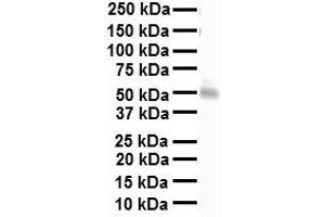 WB Suggested Anti-NRF1 antibody Titration: 1 ug/mL Sample Type: Human heart (NRF1 Antikörper  (Middle Region))