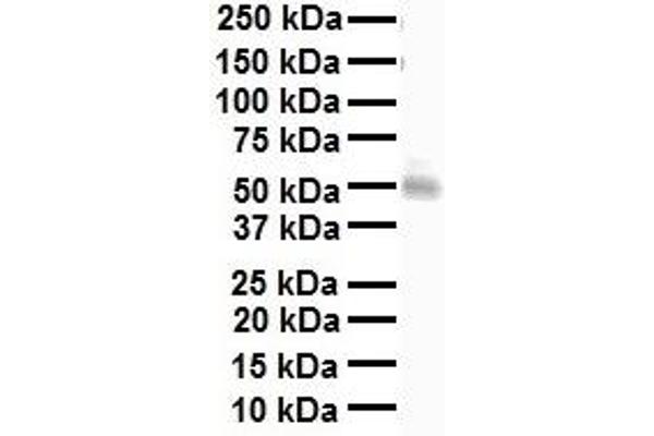 NRF1 Antikörper  (Middle Region)