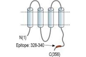 Representative domain view of the target of ABIN7235539. (Gap Junction Protein, alpha 5, 40kDa (GJA5) Peptid)