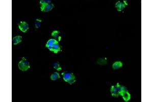 Immunofluorescence staining of MCF-7 cells with ABIN7144635 at 1:133, counter-stained with DAPI. (ARRDC1 Antikörper  (AA 288-433))