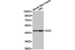 Western Blotting (WB) image for anti-Gap Junction Protein, gamma 2, 47kDa (GJC2) antibody (ABIN1872825)