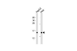 Lane 1: HepG2, Lane 2: Hela whole cell lysate at 20µg per lane, probed with bsm-51041M THEM2 (169CT7. (THEM2 Antikörper)