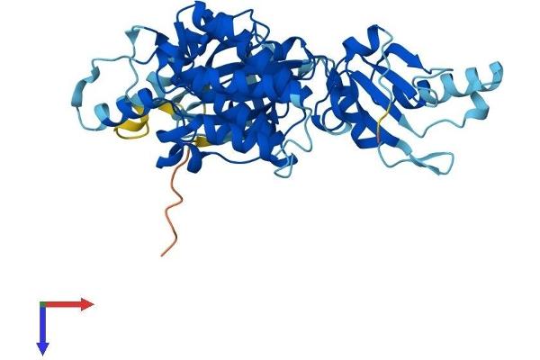 UHMK1 Protein (AA 1-419) (His tag)