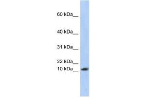 WB Suggested Anti-RPL30 Antibody Titration: 0. (RPL30 Antikörper  (Middle Region))