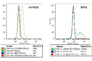 FACS analysis of VEGFR-2/KDR expression in HUVECs (left) and EPCs derived from PBMcs (right) using anti-VEGFR-2 (human), mAb (EIC)  at 5μg/ml and a PE goat anti-mouse IgG  at 5μg/ml. (VEGFR2/CD309 Antikörper)