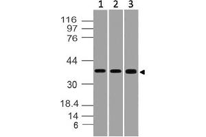 Image no. 1 for anti-Serine/threonine Kinase Receptor Associated Protein (STRAP) (AA 100-330) antibody (ABIN5027552) (STRAP Antikörper  (AA 100-330))