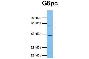 Host:  Rabbit  Target Name:  G6pc  Sample Tissue:  Mouse Lung  Antibody Dilution:  1. (G6PC Antikörper  (N-Term))