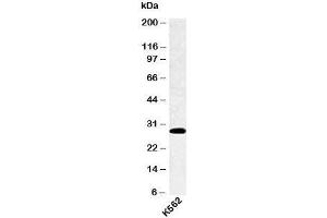 Western blot testing of human samples with SPIB antibody at 4ug/ml. (SPIB Antikörper  (C-Term))
