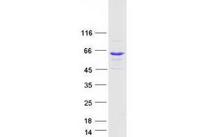 Validation with Western Blot (BAIAP2L1 Protein (Myc-DYKDDDDK Tag))
