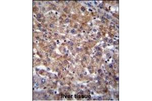 PLEKHA4 Antibody (N-term) (ABIN655718 and ABIN2845168) immunohistochemistry analysis in formalin fixed and paraffin embedded human liver tissue followed by peroxidase conjugation of the secondary antibody and DAB staining. (PLEKHA4 Antikörper  (N-Term))