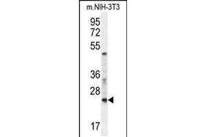 Western blot analysis in mouse NIH-3T3 cell line lysates (35ug/lane). (RAN Antikörper  (AA 112-140))