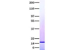 Validation with Western Blot (IL-19 Protein (Transcript Variant 2))