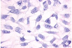 Image no. 3 for anti-Histamine Receptor H3 (HRH3) (Cytoplasmic Domain) antibody (ABIN1048962)