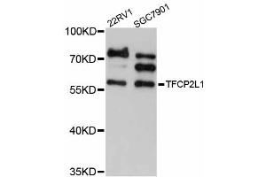 Western blot analysis of extracts of various cell lines, using TFCP2L1 antibody (ABIN5999030) at 1/1000 dilution. (TFCP2L1 Antikörper)