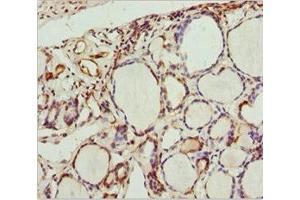 Immunohistochemistry of paraffin-embedded human thyroid tissue using ABIN7168663 at dilution of 1:100 (SCRN2 Antikörper  (AA 176-425))