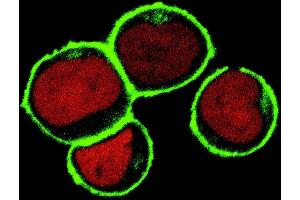 Confocal microscopy Subcellular localization of NTAL by confocal microscopy in THP-1 human acute monocytic leukemia cell line. (LAT2 Antikörper  (Cytoplasmic Domain))