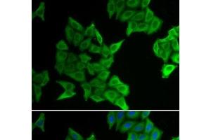 Immunofluorescence analysis of HeLa cells using GJA5 Polyclonal Antibody (Cx40/GJA5 Antikörper)