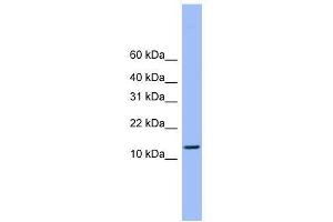 ATP5H antibody used at 0. (ATP5H Antikörper  (C-Term))