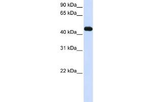 WB Suggested Anti-MKRN2 Antibody Titration:  0.