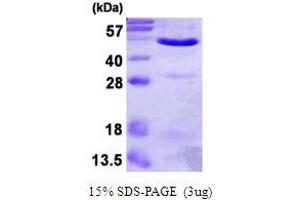 SDS-PAGE (SDS) image for Annexin A7 (ANXA7) (AA 1-466) protein (His tag) (ABIN667672) (Annexin VII Protein (AA 1-466) (His tag))