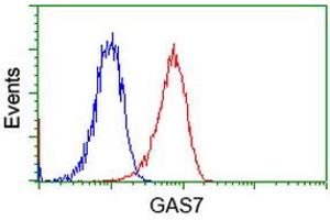 Image no. 3 for anti-Growth Arrest-Specific 7 (GAS7) antibody (ABIN1498379) (GAS7 Antikörper)